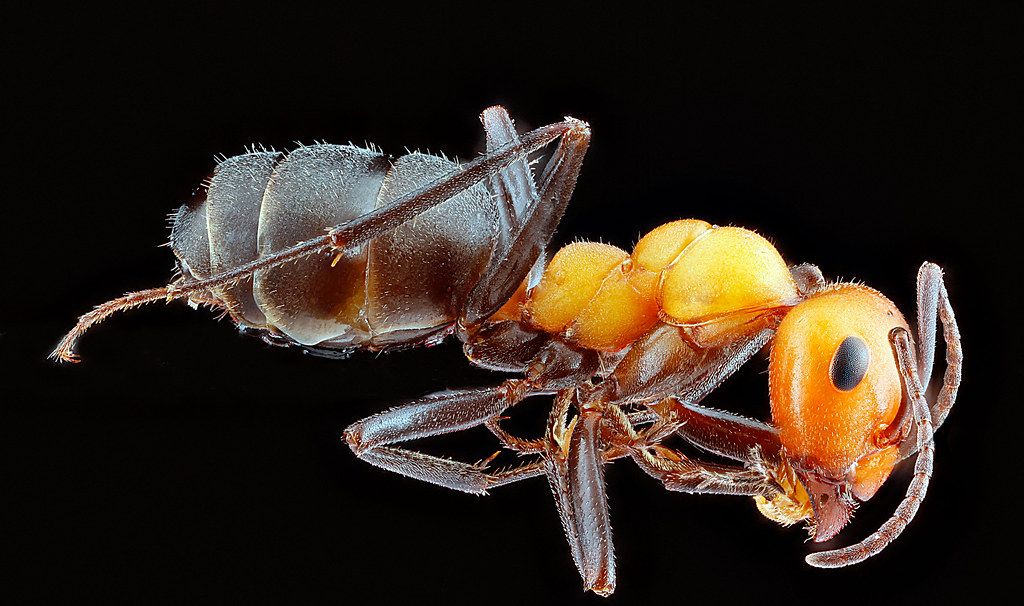 Ant Control service in Tamarac, FL