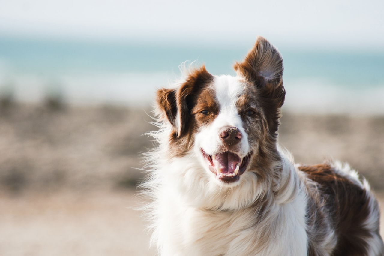 Flea & Tick Control service in Tamarac, FL