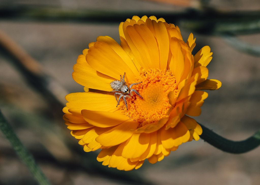 Spider Control service in Tamarac, FL